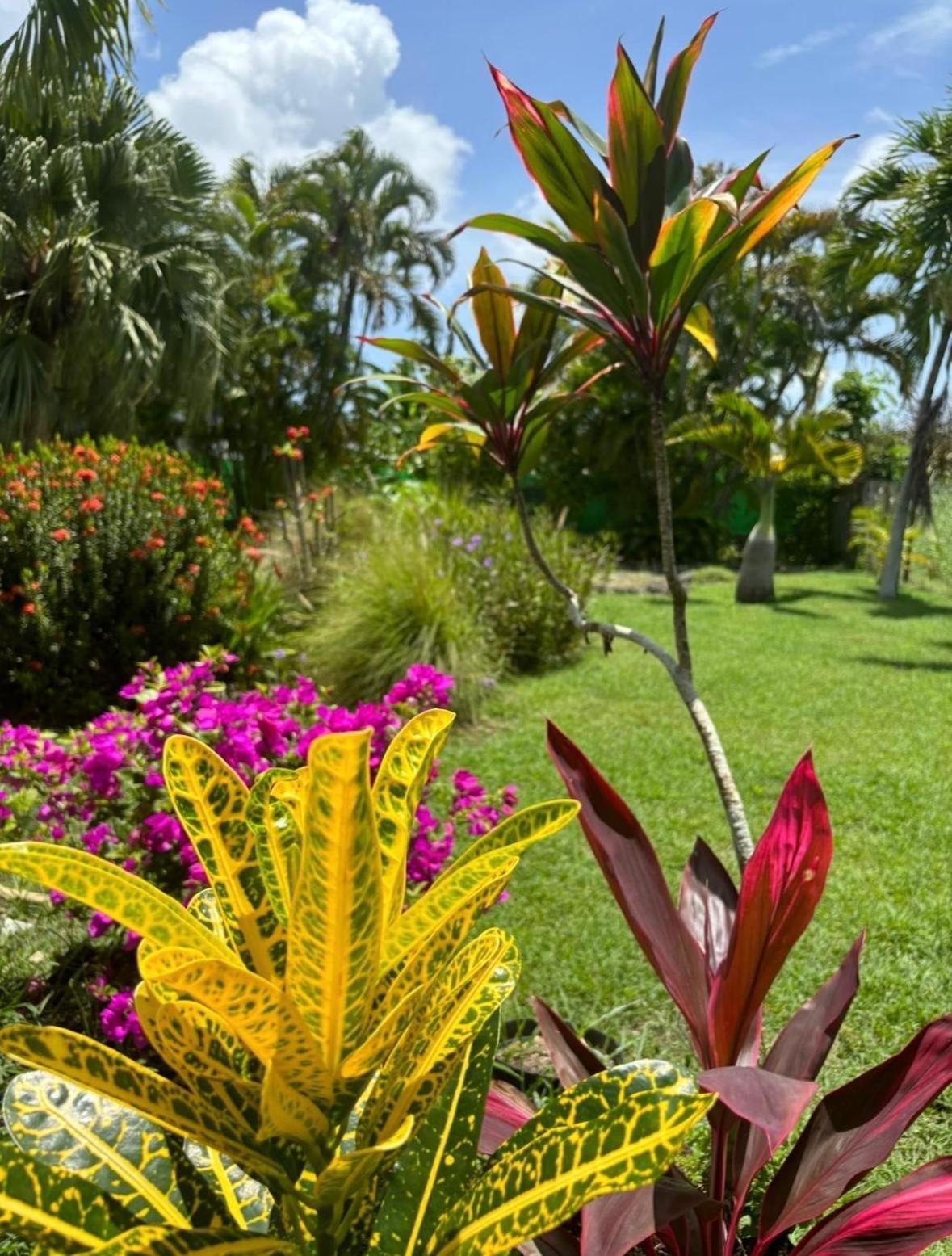 Le Petit Havre Tropical Guadeloupe, Gite, Massages & Spa Saint-Francois  Ngoại thất bức ảnh
